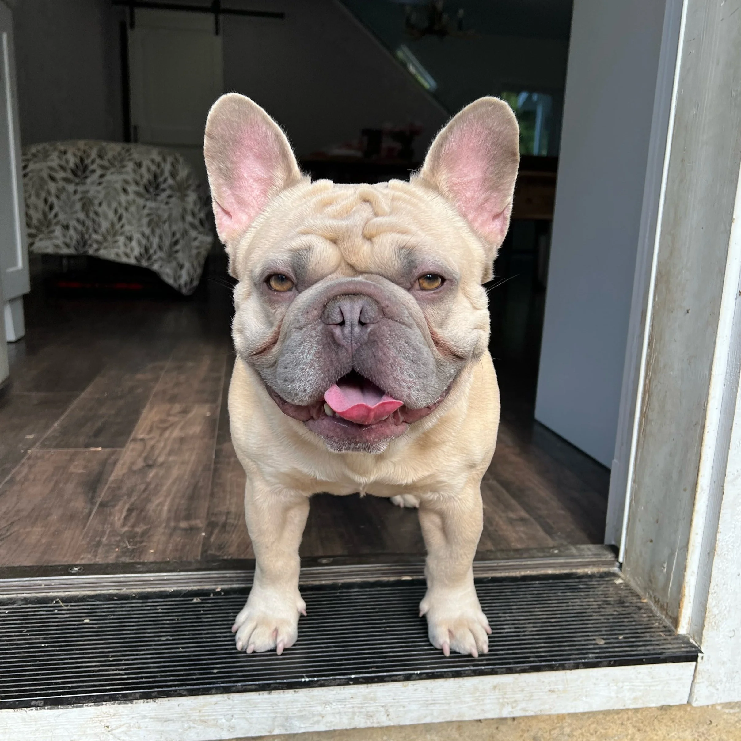 French bulldogs for sale north deals west